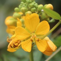 Senna sophera (L.) Roxb.